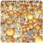 Псилоцибиновые (галлюциногенные)  грибы Psilocybin "Golden Teacher" в Азове