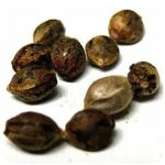 Семена марихуаны АК-47  (Seeds AK-47) в Азове